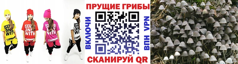 Галлюциногенные грибы Psilocybe  где можно купить   гидра сайт  Белая Холуница 